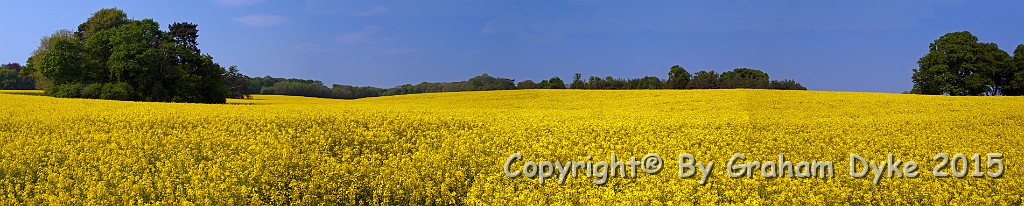 Yellow Rapeseed Panorama